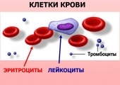 Тромбоциты в крови